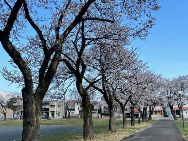 文化ホール周辺の桜