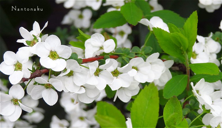 ２０２３年３月２４日 春に咲く連なった白い花　ユキヤナギ２