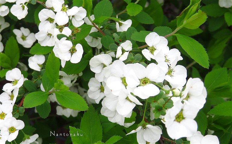 ２０２３年３月２４日 春に咲く連なった白い花　ユキヤナギ１