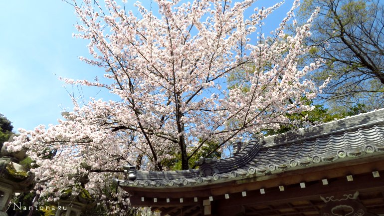 京都の桜　１
