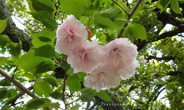 ２０２３年４月８日　平野神社 一葉桜　2