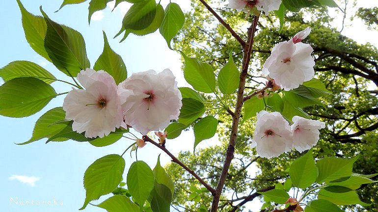 ２０２３年４月８日　平野神社 一葉桜　3-3