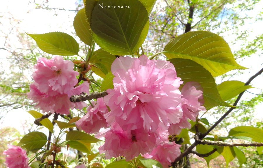 ２０２３年　４月８日　平野神社　関山桜　2