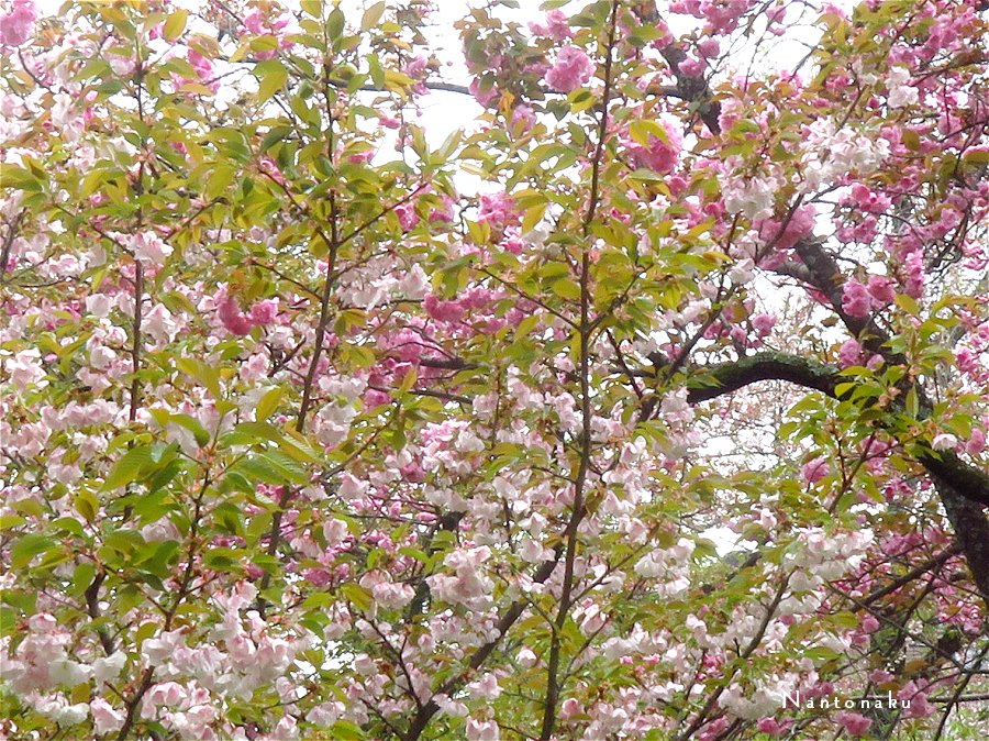 ２０２３年　４月８日　平野神社　八重桜　いっぱ～い　1
