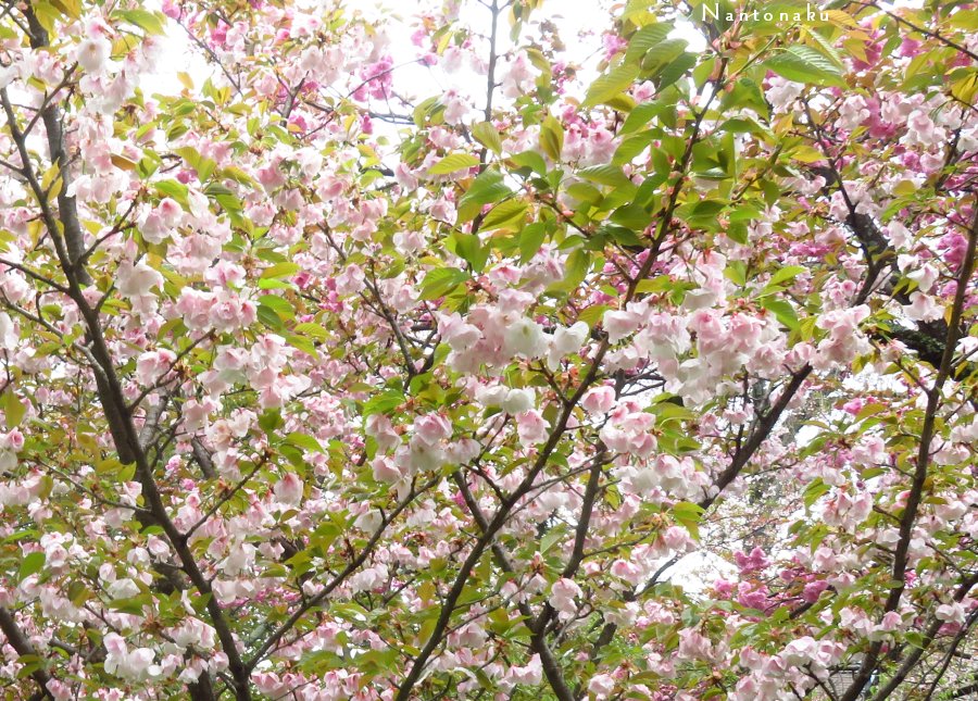 ２０２３年　４月８日　平野神社　八重桜　いっぱ～い　2