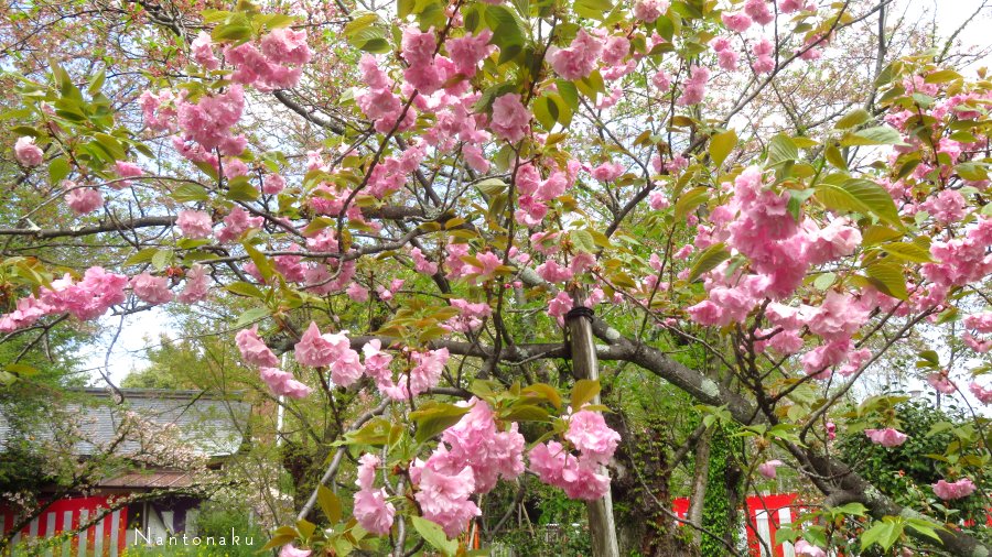 ２０２３年　４月８日　平野神社　八重桜　いっぱ～い　5