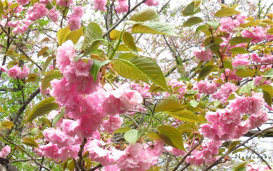 ２０２３年　４月８日　平野神社　八重桜　いっぱ～い　4