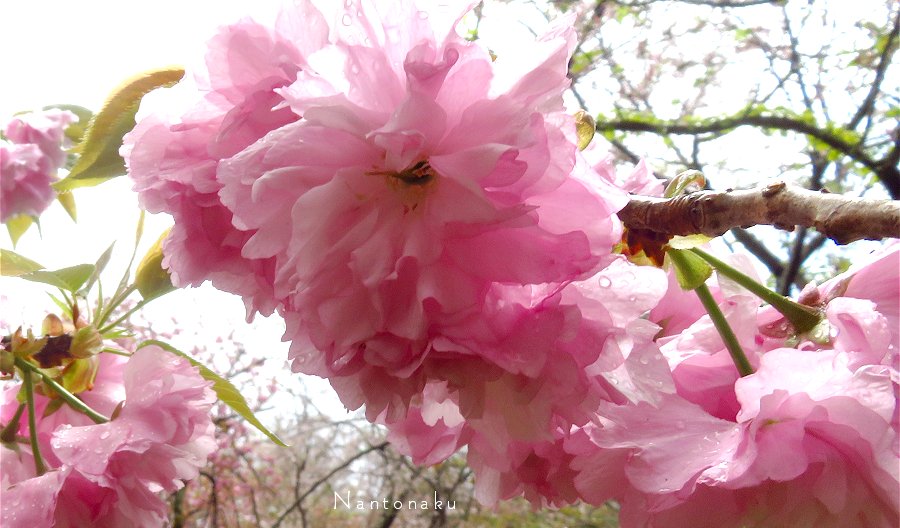 ２０２３年　４月８日　平野神社　八重桜　いっぱ～い　3