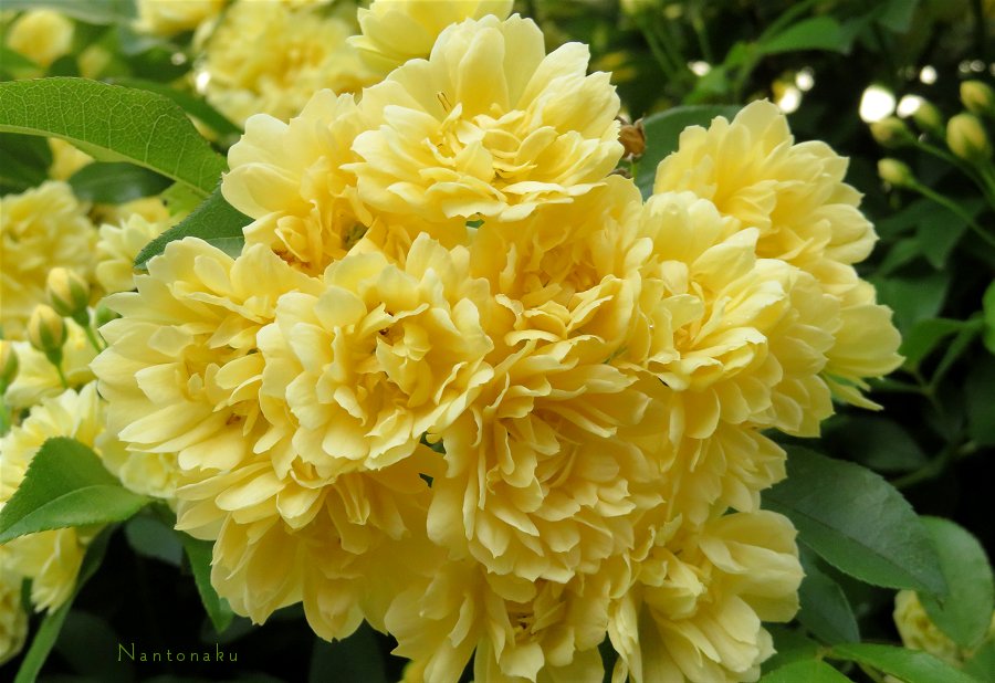 春の可愛いお花たち　黄色　1