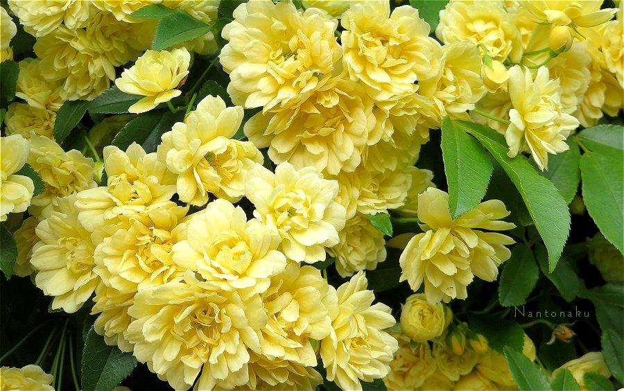 春の可愛いお花たち　黄色　3