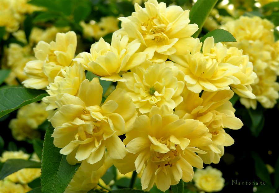 春の可愛いお花たち　黄色　2