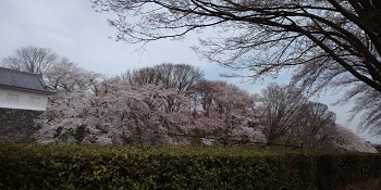 2023霞城公園桜