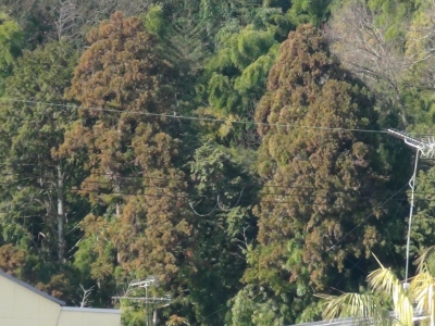 堅田から衣川まで買い物に行く途中に見えたスギの木が真っ茶色になってました。いよいよ杉花粉がヤバイですね（2月28日9時20分頃）