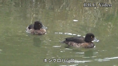 真野川のキンクロハジロ!! #今日の琵琶湖（YouTubeムービー 23/03/02）