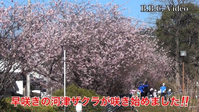 天神川の河津ザクラが咲き始めました #今日の琵琶湖（YouTubeムービー 23/03/15）