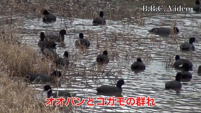 真野川のオオバンとコガモ!! #今日の琵琶湖（YouTubeムービー 23/03/18）