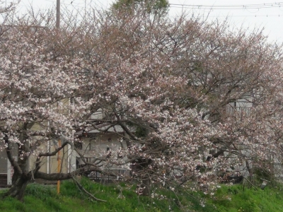 真野川沿いのサクラがだいぶ咲き始めました（3月25日10時50分頃）