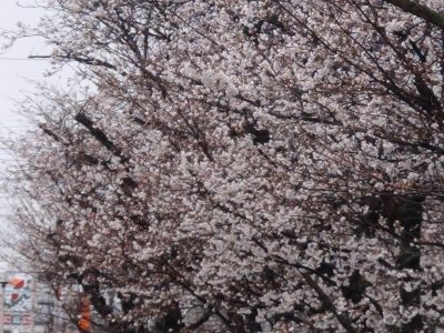 旧イズミヤ堅田店横のサクラが7分咲きぐらいになりました!!（3月26日10時40分頃）