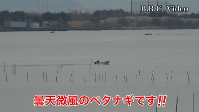 花曇りの琵琶湖南湖はベタナギガラ空き!! サクラは満開寸前です #今日の琵琶湖（YouTubeムービー 23/03/31）
