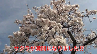 びわ湖大橋米プラザのサクラが満開になりました!! #今日の琵琶湖（YouTubeムービー 23/04/02）