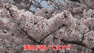 びわ湖大橋米プラザのサクラは満開が続いてます!! #今日の琵琶湖（YouTubeムービー 23/04/05）