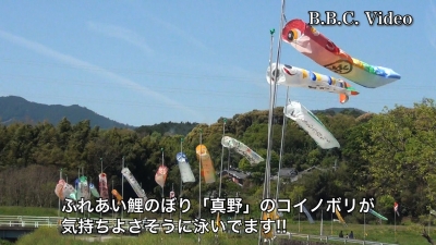 ふれあい鯉のぼり祭り「真野」 コイノボリが気持ちよさそうに泳いでます #今日の琵琶湖（YouTubeムービー 23/04/23）