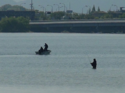 真野川河口でボートと立ち込み釣りがせめぎ合ってます。GWあるあるですね（5月3日8時40分頃）