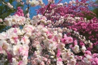 桃の花