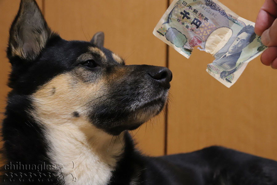 黒柴とシェパードのミックス犬に千円札を食べられてしまった