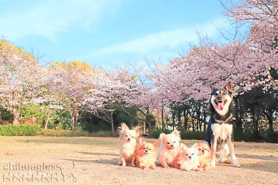 桜の木の前で記念撮影をする５匹のチワワと１匹のミックス犬
