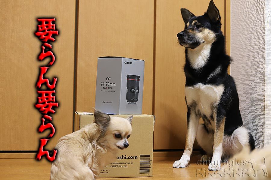 黒柴とシェパードのミックス犬とチワワがEF24-70mm F2.8L II USMの箱と記念撮影