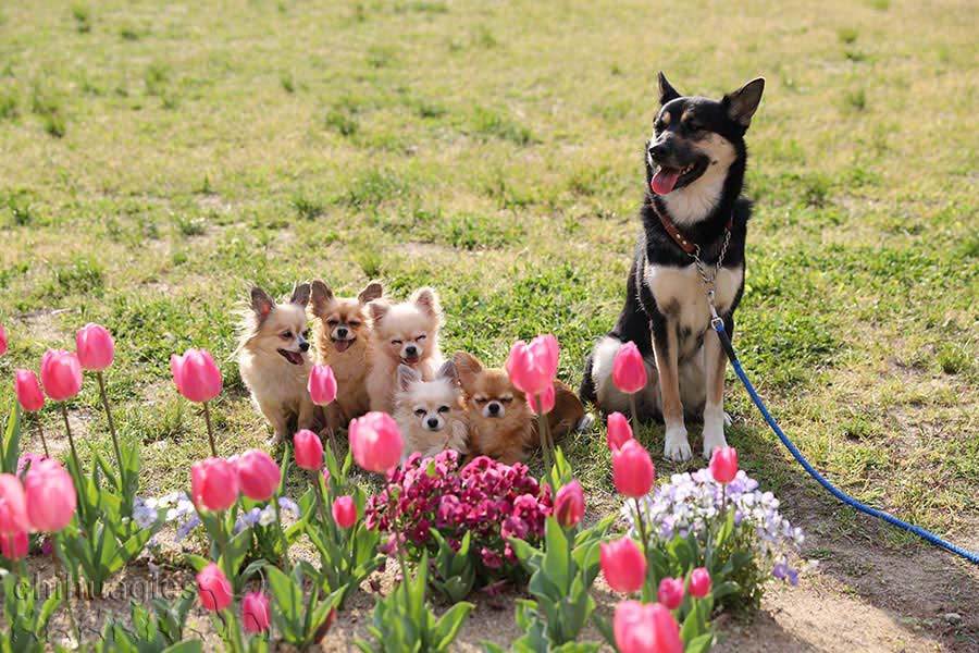 チューリップ畑で記念撮影をするチワワ5匹と柴犬とシェパードのミックス犬
