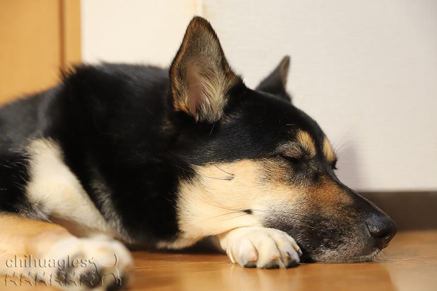 柴犬とシェパードのミックス犬の穏やかな寝顔