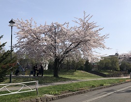 公園桜1
