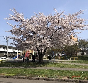 公園桜2
