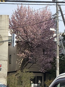 道路脇　桜