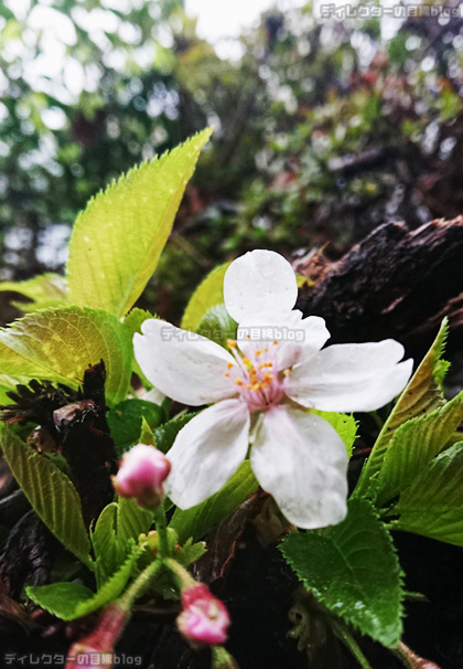 冷たい雨で肌寒そうなほぼ満開の桜