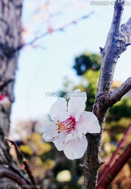 ようやく咲き始めたご近所の桜