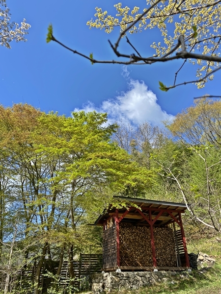 紅葉の新緑と薪小屋