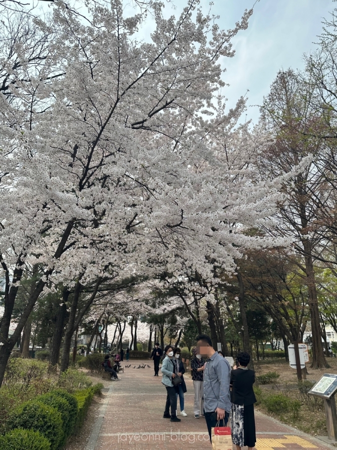 ソウルの桜_2023年_3