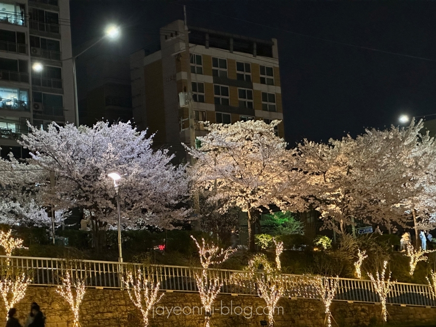 ソウルの桜_2023年_4