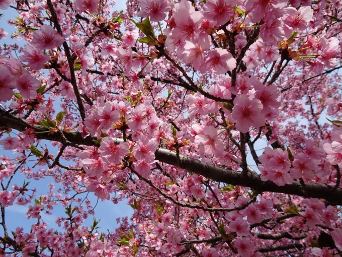 河津桜は葉っぱが出てきた