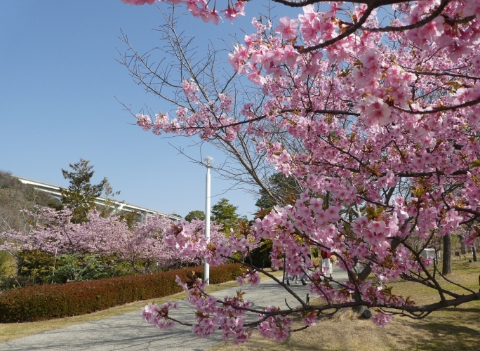 明石海峡公園の河津桜