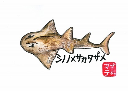 シノノメサカタザメ
