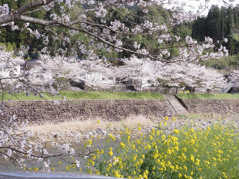 230325大肥川の桜 (6)