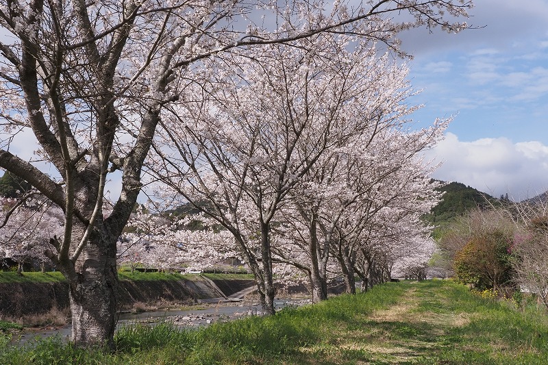 230325大肥川の桜 (2)
