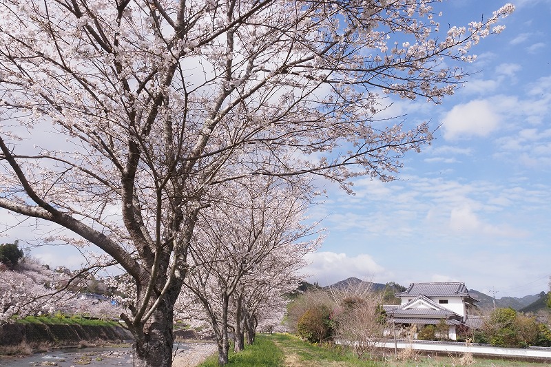 230325大肥川の桜 (3)