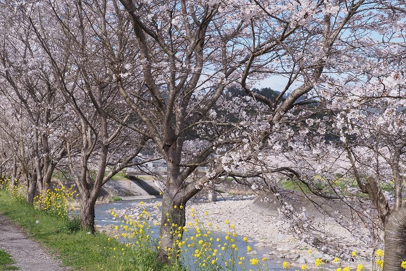 230325大肥川の桜 (7)