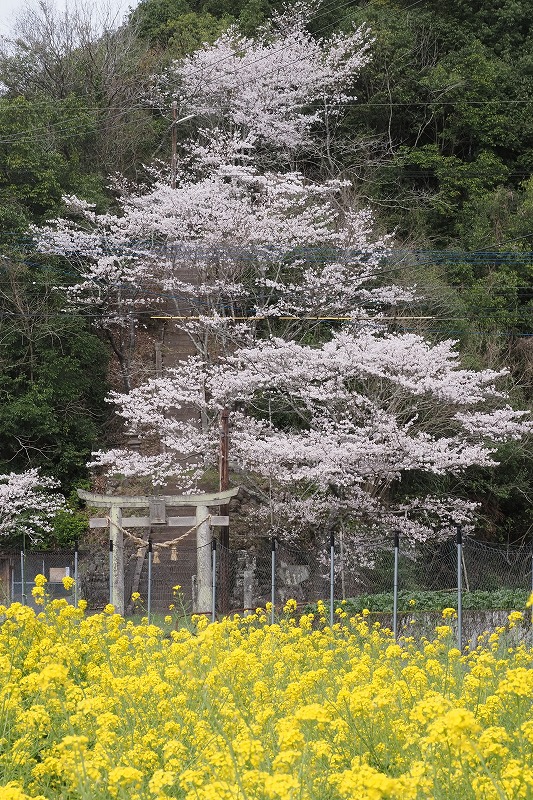 230325大肥川の桜 (17)