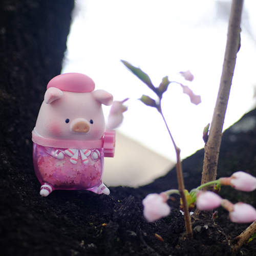 ツバキアキラが撮った、子豚のLuLu。さくらLuLuちゃんが、桜が咲くのを待っています。